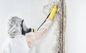 Best Environmental Consulting for Mold Prevention  in Strongsville, OH